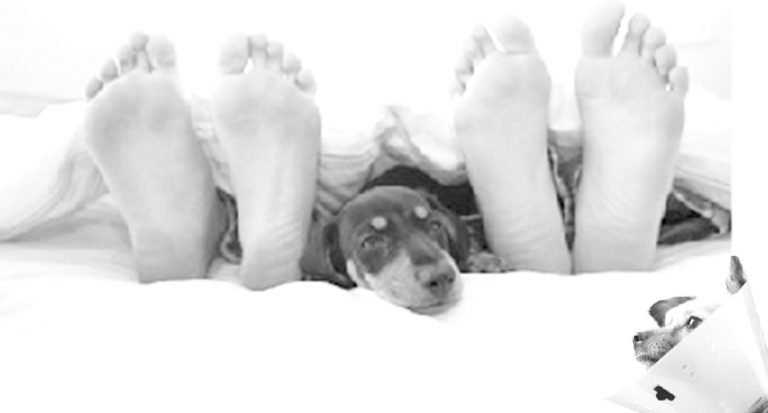 Advantages Of SMALL Dogs