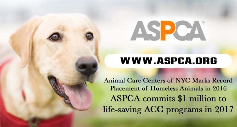 Animal Care Centers of NYC Marks Record Placement of Homeless Animals in 2016