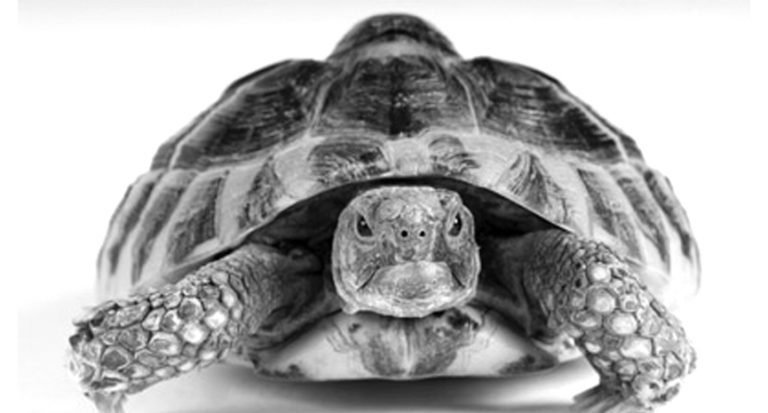 Animal Homes Come in a Variety of Shapes & Sizes