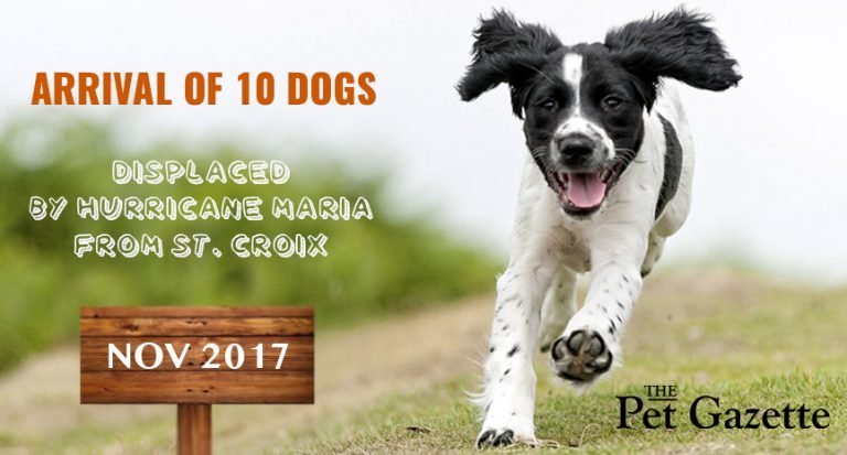 Arrival of 10 dogs displaced by Hurricane Maria from St. Croix