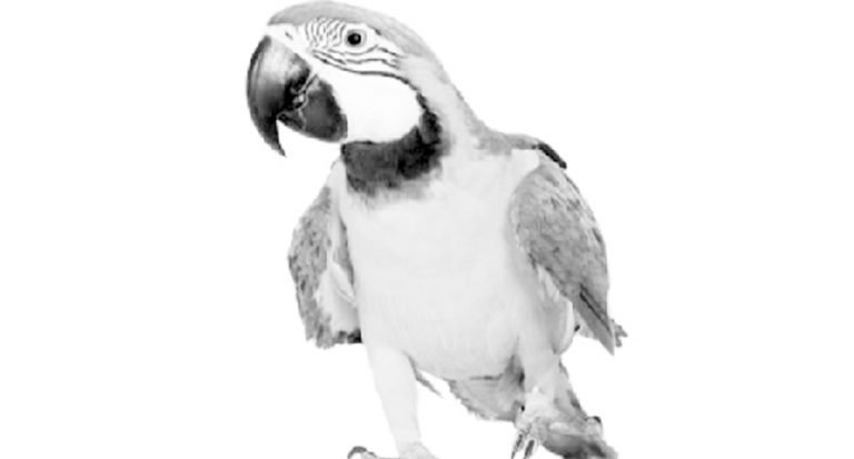 Bird Sit