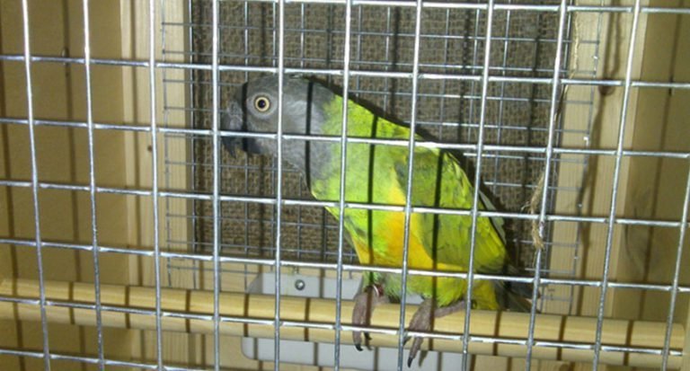 Boarding Pet Birds Challenges & Solutions