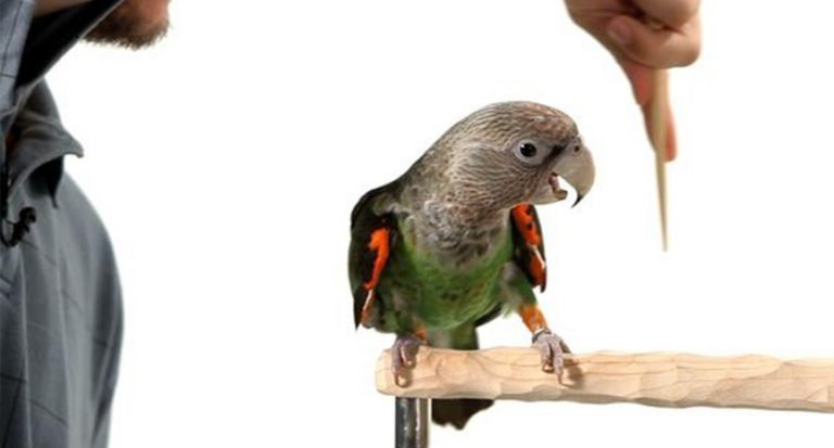 Building Trust First Step To Training Your Parrot