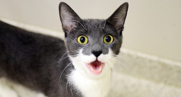Catnip As Behavior Tools