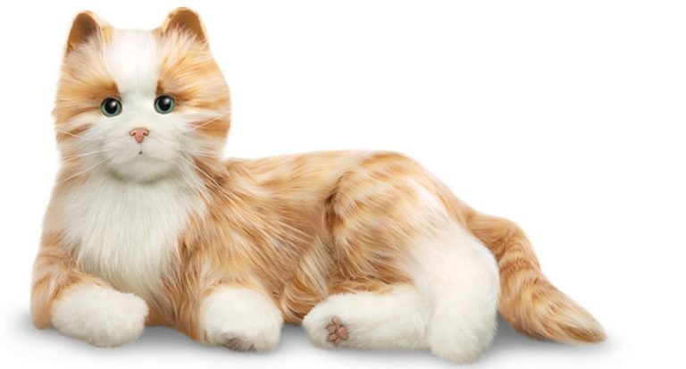 Companion Cat, or Just Companion