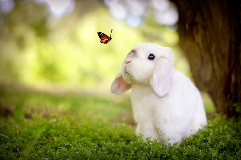 Exempel the Bunny