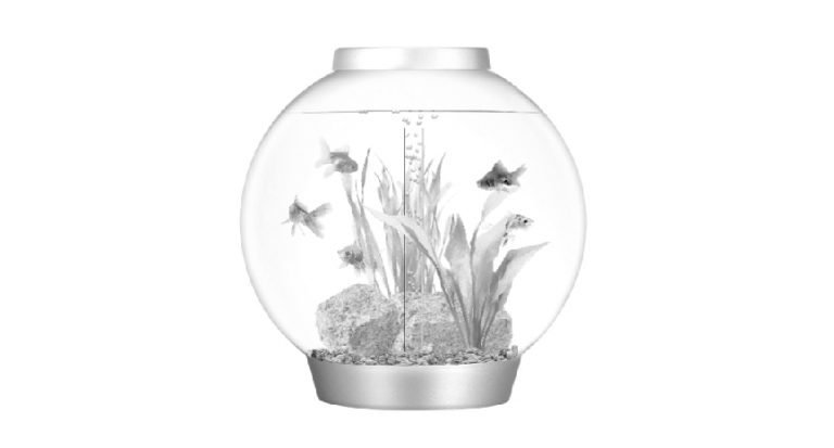 Fish Sit