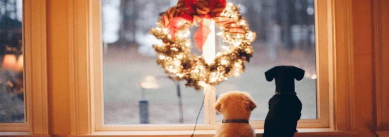 The Holiday Hot List 2020 – Gifts For Pets