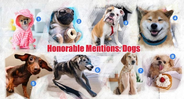 Honorable Mentions Dogs