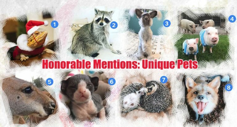 Honorable Mentions Unique Pets