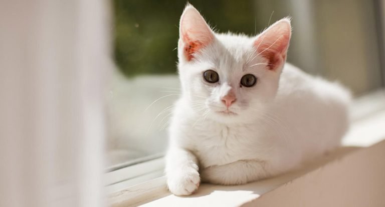 How About Cats!