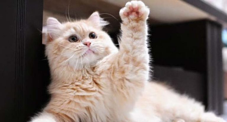 Is your cat left or right handed?