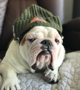 Jay The Bulldog