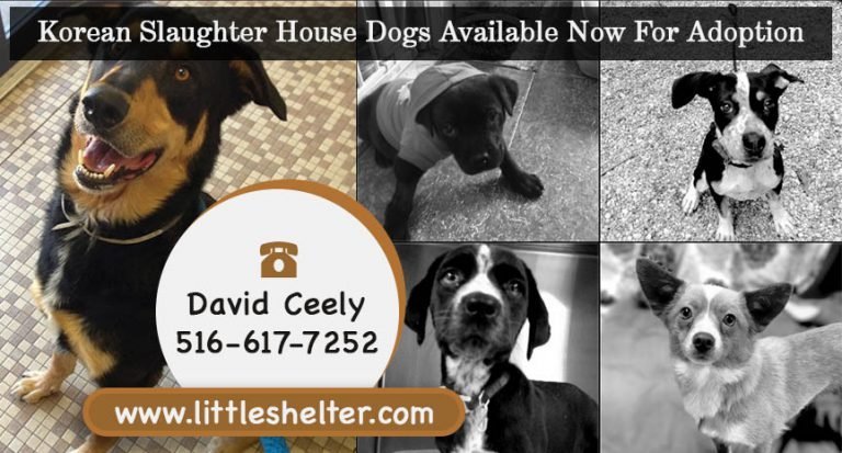 Korean Slaughter House Dogs Available Now For Adoption At Little Shelter