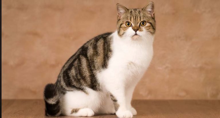 Lifespan Of Felines
