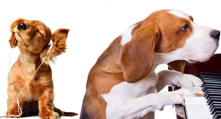 Musings On Digital Pets
