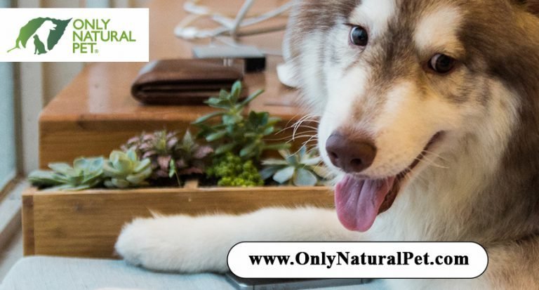 Only Natural Pet Blog | Healthy cat & dog treats, food, & supplements review | OnlyNaturalPet.com