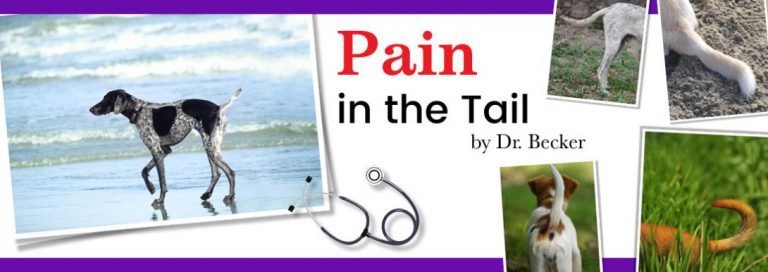 Pain in the Tail