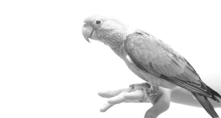Parrots