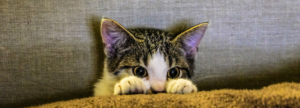 Family Member or Asset? The Gray Area of Handling Pet Custody in Divorce