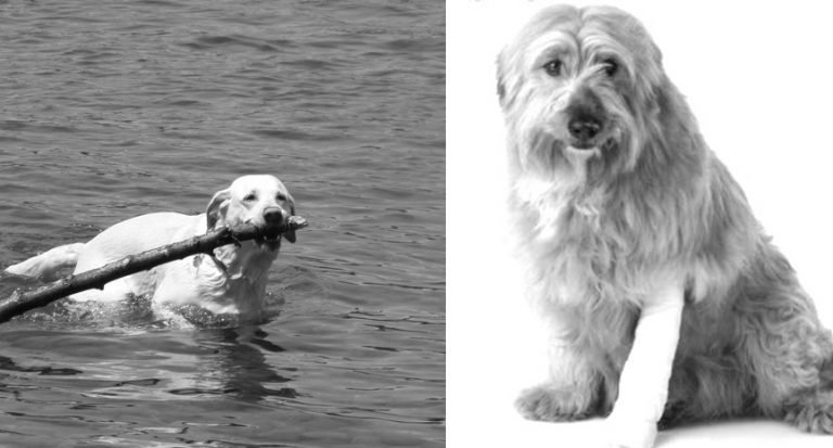 Pet Rehab – Back On All Fours