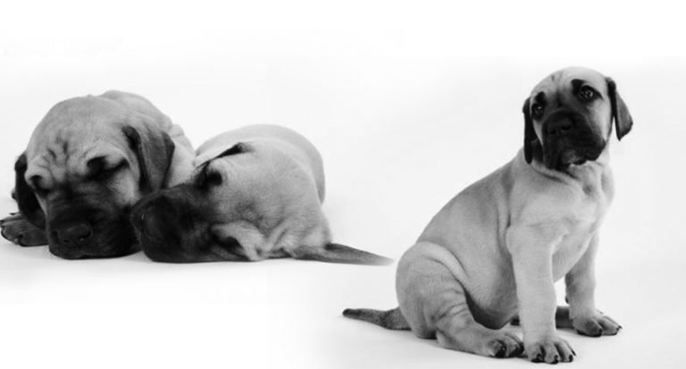 Priceless Love: The Economy & Pets