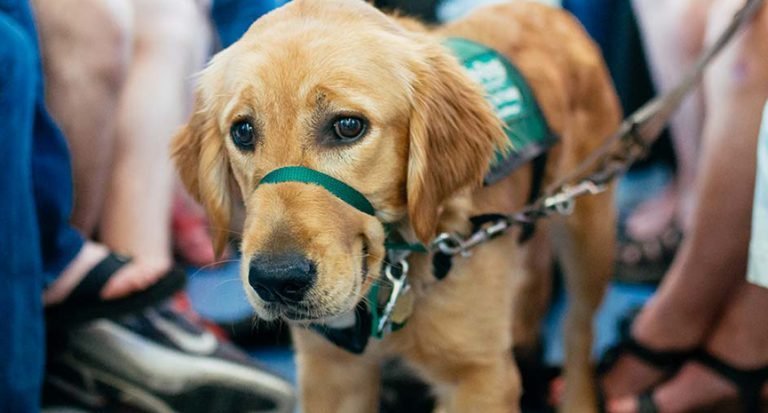Service Animals