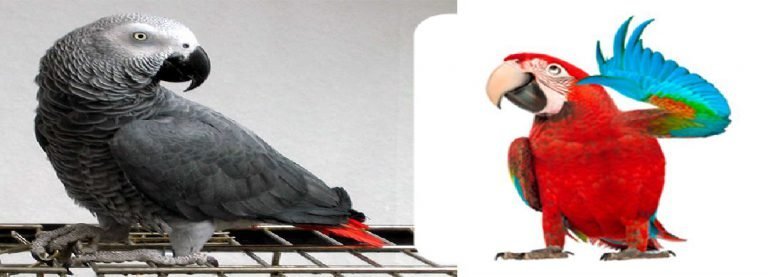 Talking parrot masters a perfect meow… and leaves three cats utterly baffled!