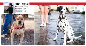 The Dogist