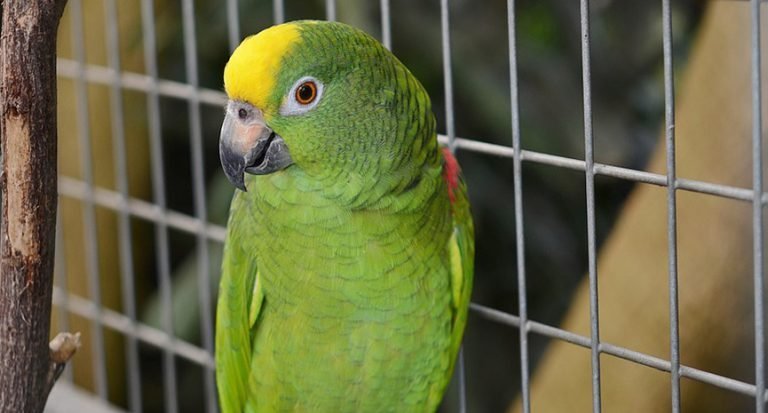 The Right Cage