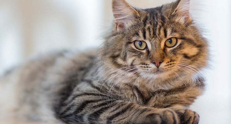 Unnatural in Nature; Neutering