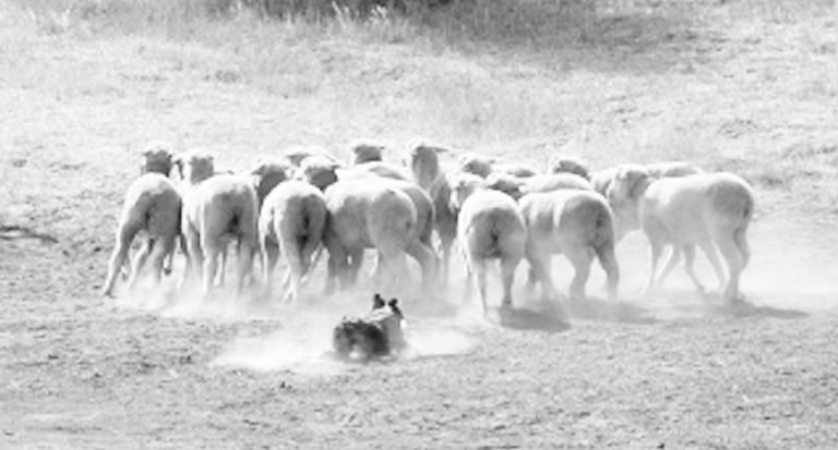 Working Dogs