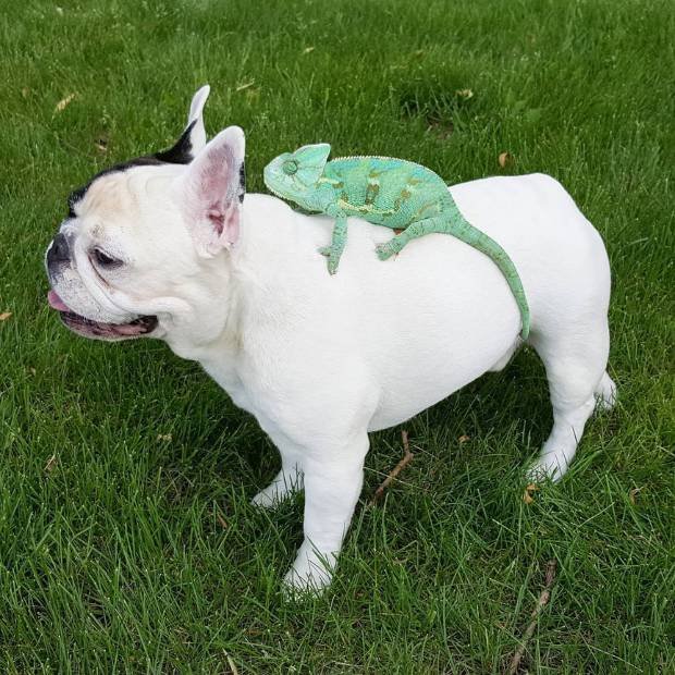 Manny The Frenchie