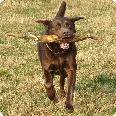 Reese-the-Chocolate-Lab