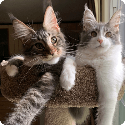 Maine-Coons