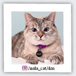nala_cat