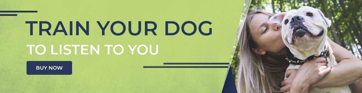 train-your-dog-to-listen-to-you-1