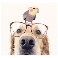 jackthecockatiel