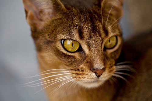 Abyssinian