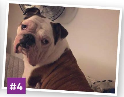 Jay-The-Bulldog