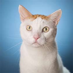 Cat-With-Yellow-Eyes