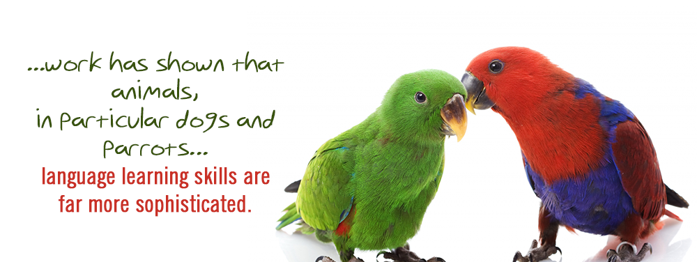 full-size-parrot