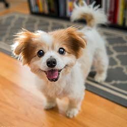 Happy-Dog