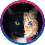 Venus-Two-Face-Cat-150x150