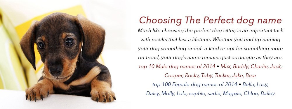 4-dog