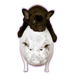 Domestic-Pig