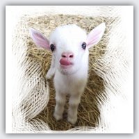 The Baby Animals