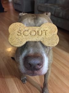 Scout