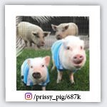 prissy_pig