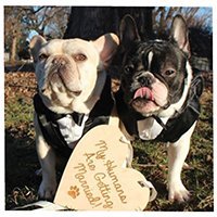 3bulldogges